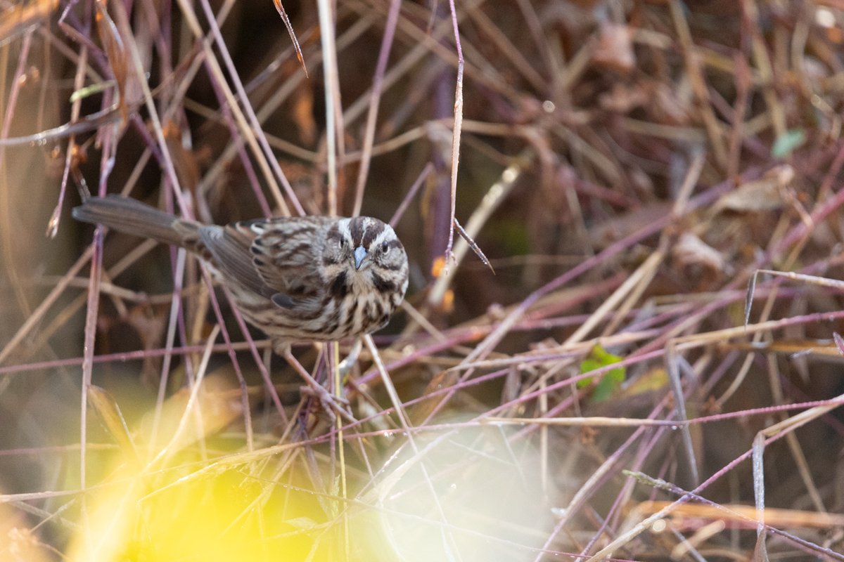 Sparrow perched in branches, backlit